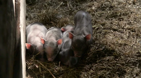 Several new born piglets laying on each other sleeping while one is looking at Stock Footage 63434780