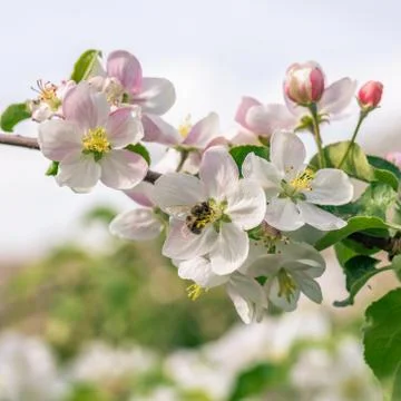 Several nice blooms on apple tree with bee on one of them Stock Photos