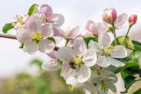 Several nice blooms on apple tree with honeybee on one of them Stock Photos
