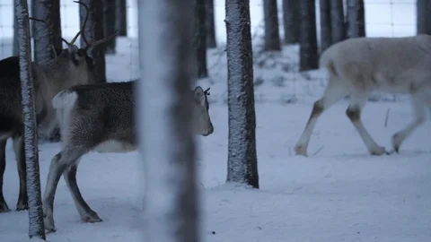 Several noble deer walking, standing and running in a snowy forest in Finland Video stock 122817149