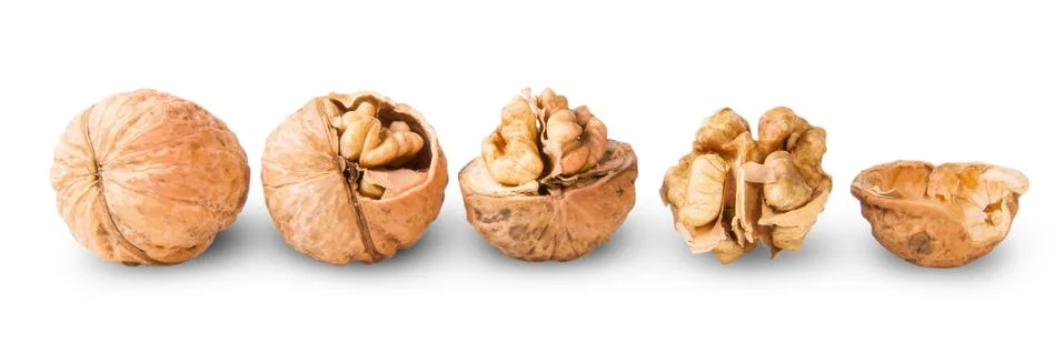 Several nuts lying in a row Stock Photos
