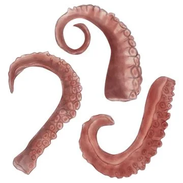 Several octopus tentacles for cooking, painted in watercolor. Fresh and delic Stock Illustration