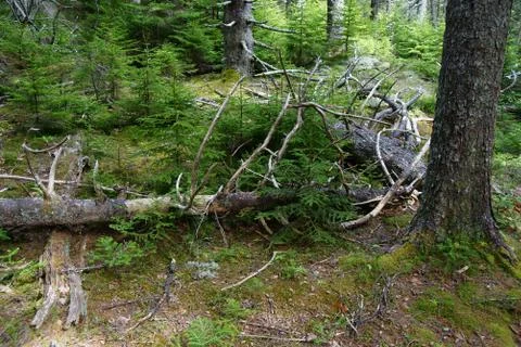 Several old fallen tree trunks and bark flakes with new spruce vegetation sta Stock Photos