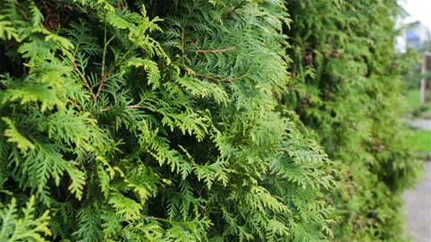 Several old large trees of Western thuja outside, side view. Natural light, real Stock Footage 100343647