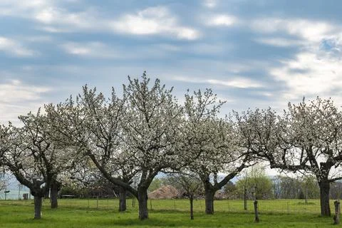 Several old, white blooming cherry trees on a meadow Stock Photos
