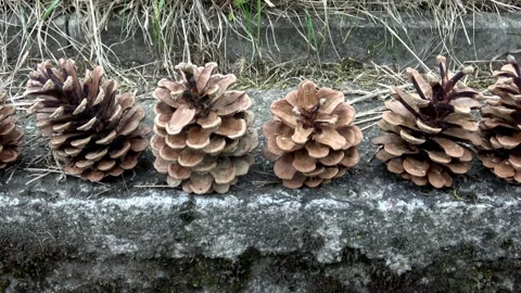 Several open pine cones stand in a row on a wall 스톡 동영상 155644848