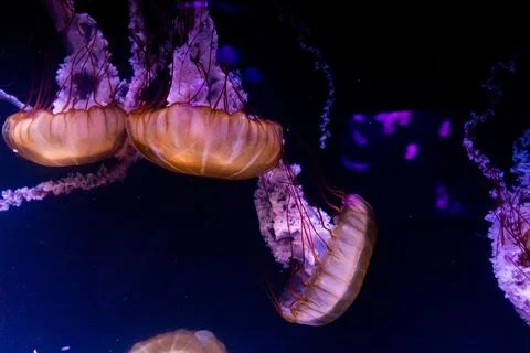 Several orange jellyfish drift through dark aquarium water illuminated by pur Stock Photos