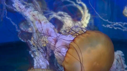 Several orange jellyfish with long trailing tentacles float gracefully in blue Stock Footage 334081280