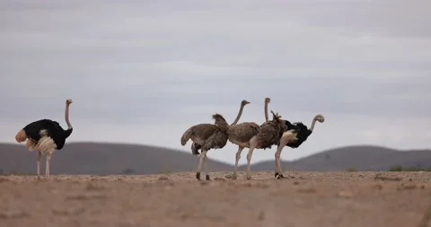 Several ostriches walking in the savannah Stock Footage 210373931