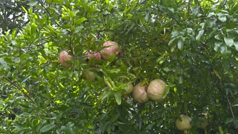 Several pale red and green pomegranates grow together among bright sunlit Stockbeeldmateriaal 345077963