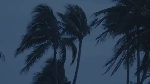 Several palm trees swaying dramatically in strong wind against dusky sky Stock-Footage 312499897