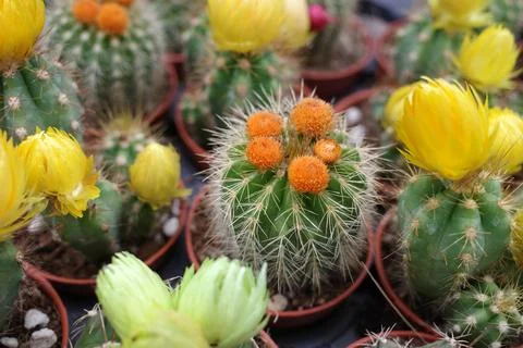 Several Parodia cacti Stock Photos