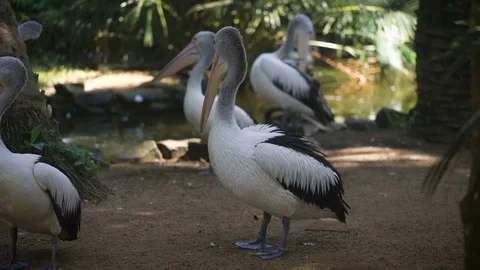 Several pelicans clean feathers themselves on the banks of a small river in the Stock Footage 70885042