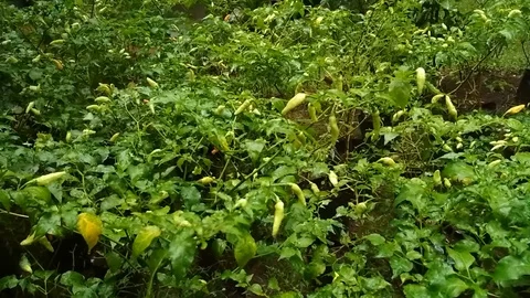 Several pepper plants or bird's eye chilis in the garden. Stock Footage