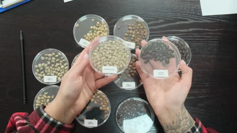 Several Petri dishes with different bean samples placed on table Stock Footage 306611150