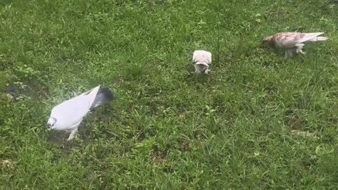 Several pigeons actively foraging for seeds in the lush green field Stock Footage 338421439