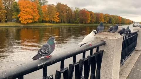 Several pigeons are sitting on a hedge Video stock 118044935