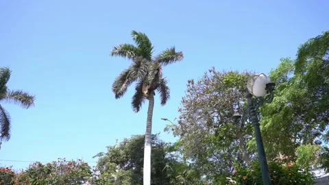 Several pigeons coming from behind the camera in the day in 4k Stock Footage 196727882