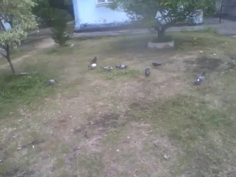 Several pigeons eating on grass small foods, next to bushes and a building Stock Footage 160232417