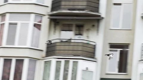 Several pigeons fly down the street past tall houses Stock Footage 129463114
