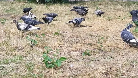 Several pigeons looking for fodder under a tree Stock Footage 162669809