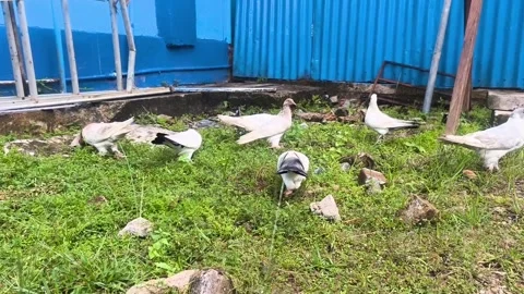 Several pigeons oh the backyard garden Stock Footage 338421449