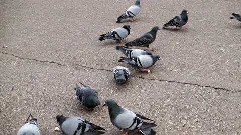 Several pigeons peck bread crumbs on the asphalt in the park. Doves. Stock Footage 171970970