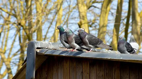 Several pigeons Foto stock