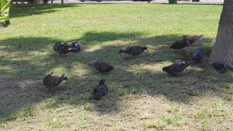 Several pigeons resting under the shade of a tree in a park on a sunny day in 4K 库存影片 150312996