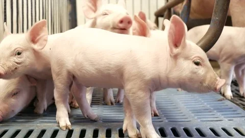 Several Piglets in a pigpen Stock Footage 80888952