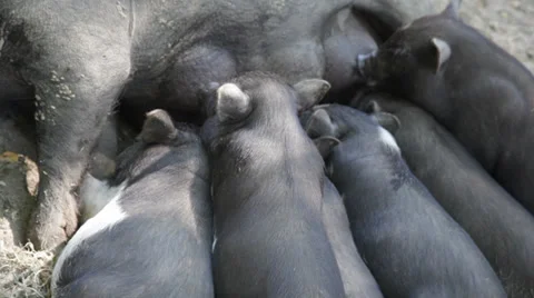 Several piglets sucking a pig Stock Footage 33446458