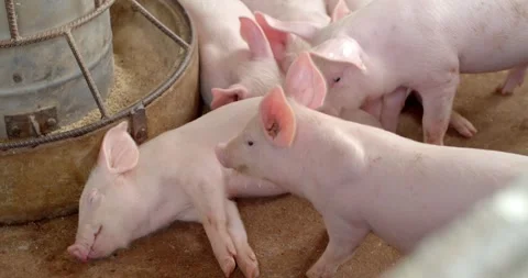 Several piglets were sleeping, and one was disturbing the others with its nose. Stock Footage 244336880