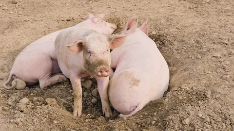 Several pigs enjoy their large territory Vidéo 97066629