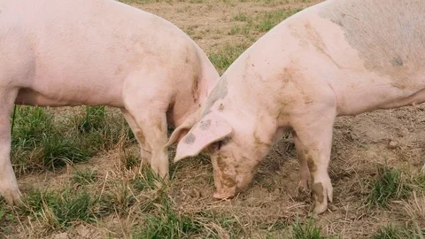 Several pigs enjoy their large territory Vidéo 97076041