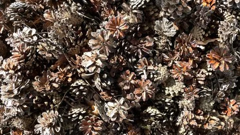 Several pine cones fallen on the ground in the forest in a summer day. Stock Photos