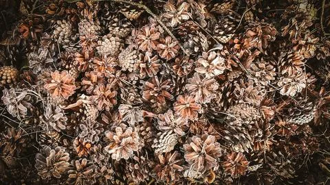 Several pine cones fallen on the ground in the forest in a summer day. Stock Photos