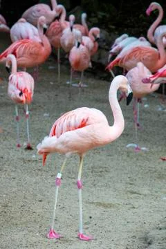Several pink birds flamingos are walking along the sand. Big birds. Stock Photos