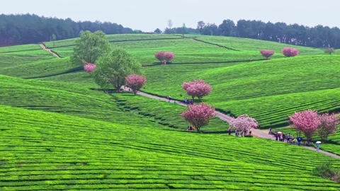 Several pink cherry blossom trees blooming in the tea garden Stock Footage 311537736