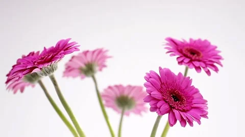 Several pink gerberas Video stock 8573120