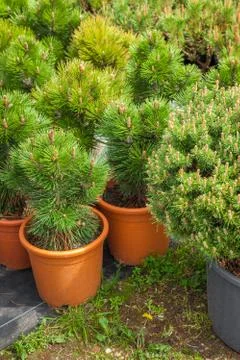 Several plastic pots of beautiful pine trees on tree nursery farm. Stock Photos