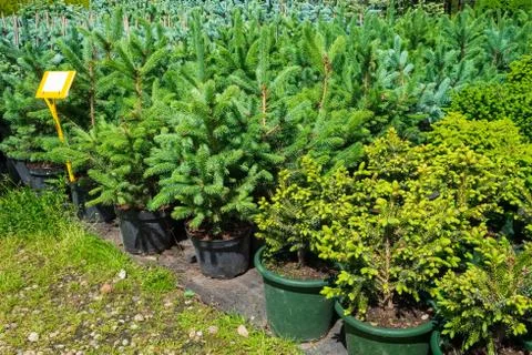 Several plastic pots of small pine and fir trees on tree nursery farm. Stock Photos