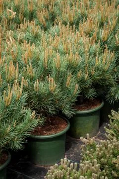 Several plastic pots of small pine trees on tree nursery farm. Stock Photos