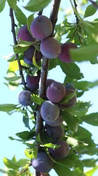 Several plums in a tree Stock Photos