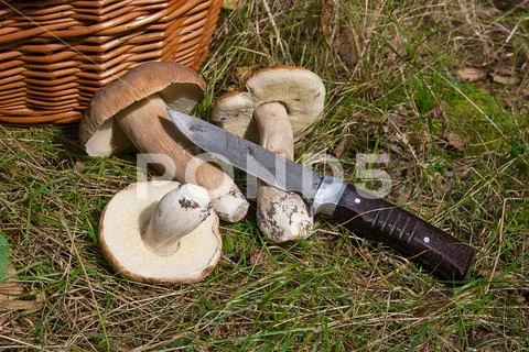 Several Porcini mushrooms (Boletus edulis, cep, penny bun, porcino or king bo Stock Photos