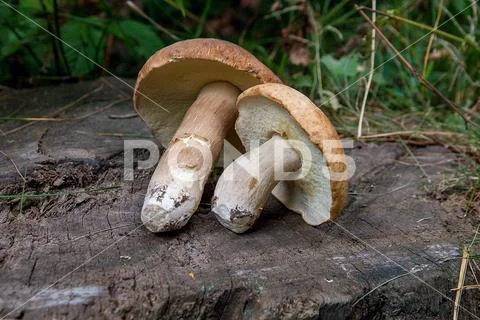 Several porcini mushrooms (Boletus edulis, cep, penny bun, porcino or king bo Stock Photos