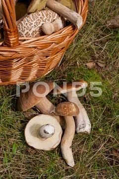 Several Porcini mushrooms (Boletus edulis, cep, penny bun, porcino or king bo Stock Photos