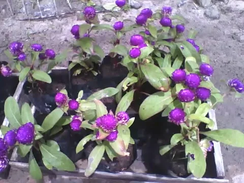 Several pretty purple globe amaranth flowers on the sidewalk Stock Footage 162146709