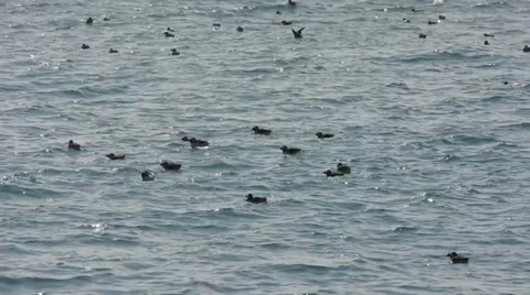 Several puffins resting on the sea waves in Iceland Stock Footage 33768829