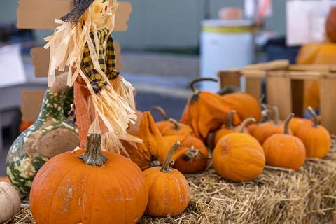 Several Pumpkins in Assorted Sizes and Shapes on Display for Sale Stock Photos