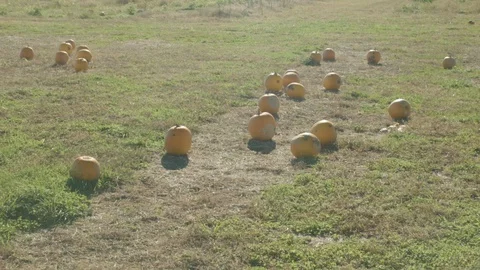 Several pumpkins in a field at Halloween.  A lonely pumpkin patch on an Stock Footage 129204615